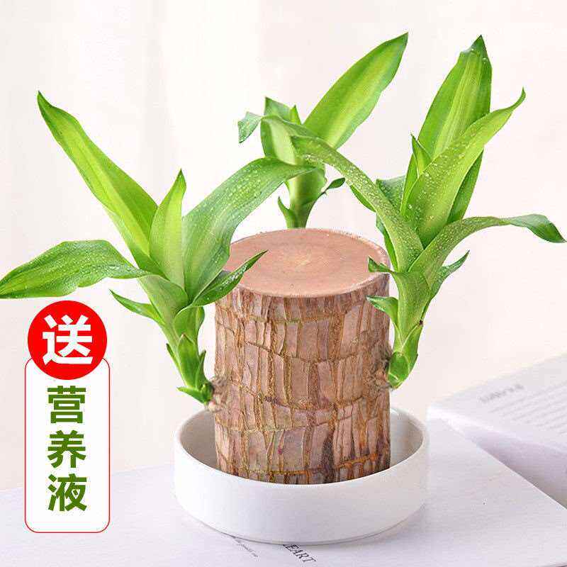 巴旦木盆栽巴西木生根上的小摆件幸运木开花情侣可开花客厅整棵