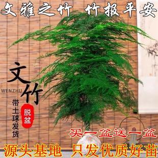 文竹盆栽植物办公室内绿植花卉客厅特大棵文竹苗矮生高端云竹盆景