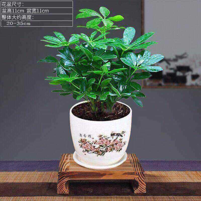 绿型室内客厅盆栽花卉八方来财鸭脚木大植七叶莲发财树鸭掌木包邮