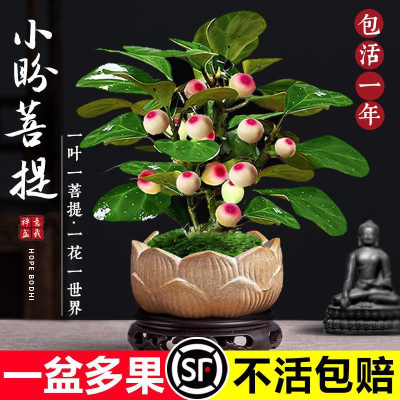 菩提树盆栽小盼菩提盆景带果中式禅意桌面摆件室内创意好养绿植物