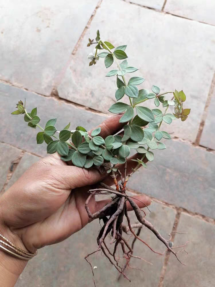 云南中药材小红参滇紫参小红药小舒筋正品鲜鲜新现采包邮