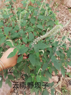野坝子野坝蒿野香苏扫把茶云南中草药凉茶清热泡水煮鸡搭档包邮