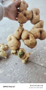 云南现挖新鲜多花姜形黄精泡酒泡水喝老虎姜10年纯野生货食用煲汤