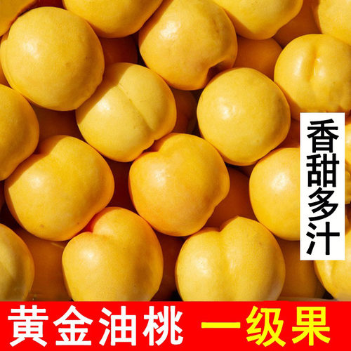 黄金油桃油桃5斤山东蒙阴