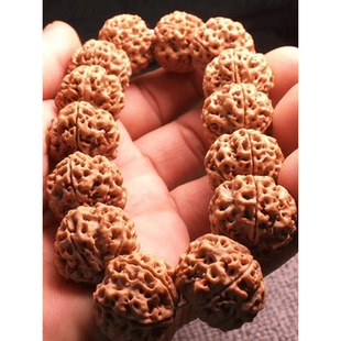 【爆肉粗筋】大金刚大尺寸五瓣印尼帝王花小金刚菩提子爆肉梅花桩