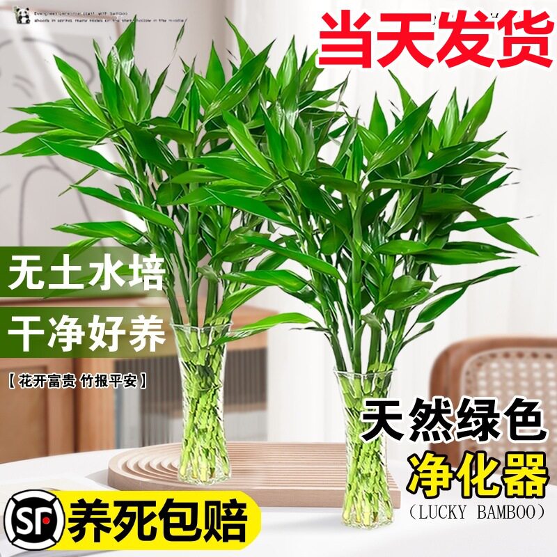 富贵竹水培植物室内客厅招财绿植水培绿植