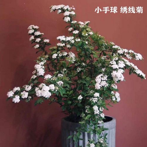 小手球绣线菊盆栽室外地栽树苗
