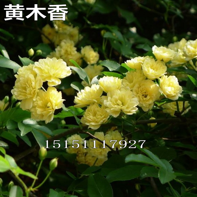 爬藤植物四季阳台盆栽木香花苗