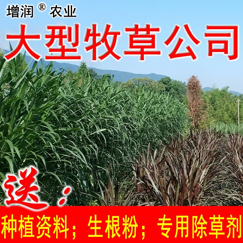 增润草新型皇竹草巨菌草台湾甜象草红象草桂牧一号高产牧草种节子