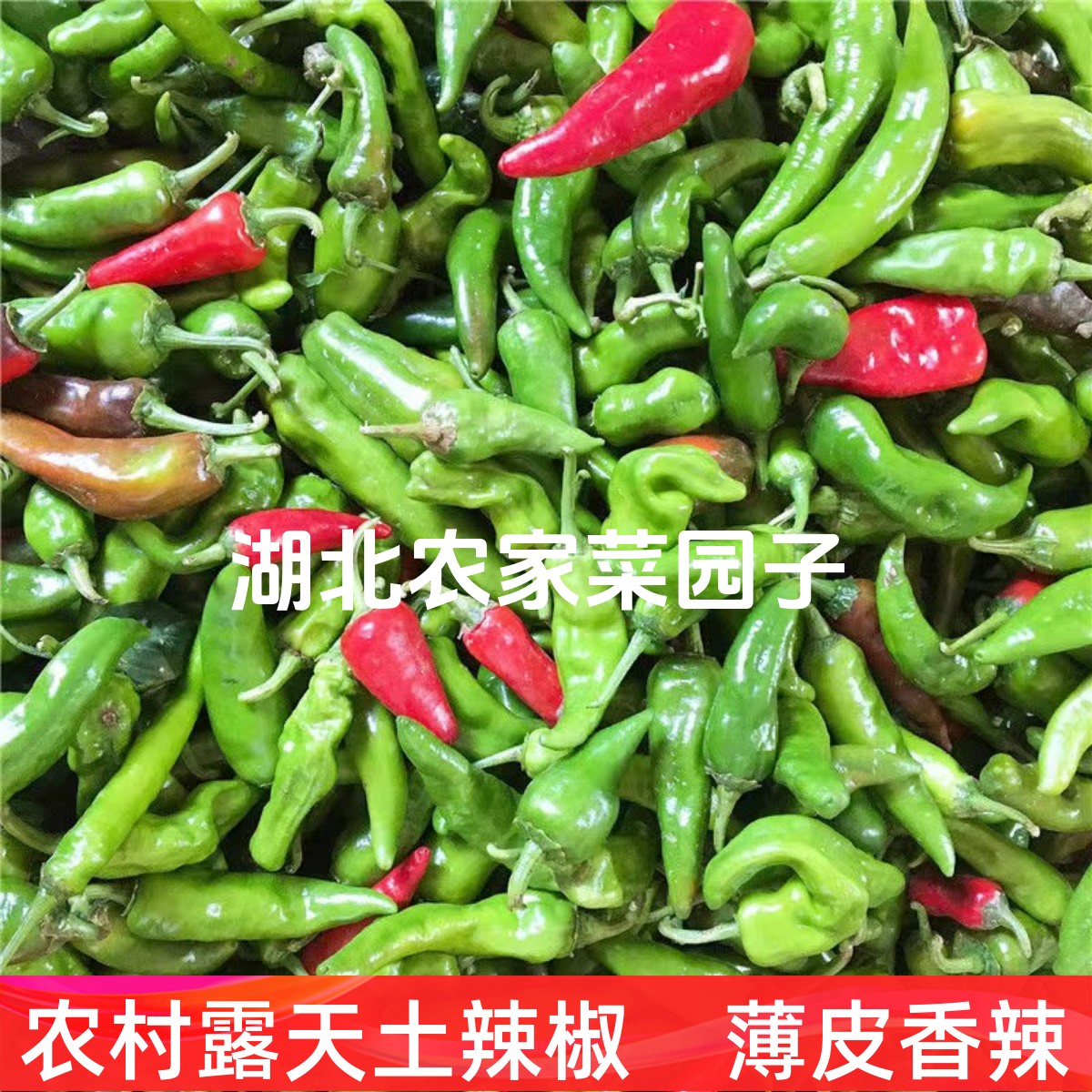 老人家种的土辣椒薄皮香辣