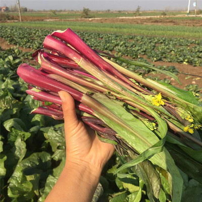 农家自种新鲜红菜苔鲜嫩农菜蔬菜