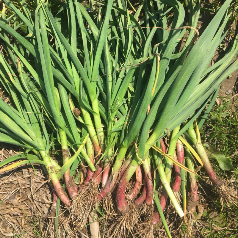 新鲜大蒜叶湖北农家蔬菜现挖紫皮大蒜苗香蒜嫩蒜叶子带泥3斤包邮