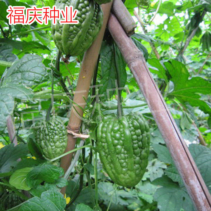 大顶苦瓜种子 四季播种 翠鼎高产圆苦瓜种籽 阳台盆栽绿苦瓜 包邮