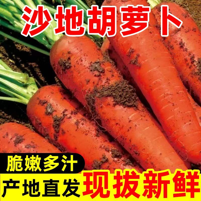 可口可生食应季新鲜蔬菜带泥萝卜