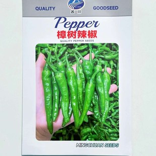 正宗永优樟树港椒种子湖南特产高产特辣早熟薄皮尖椒小青辣椒种籽