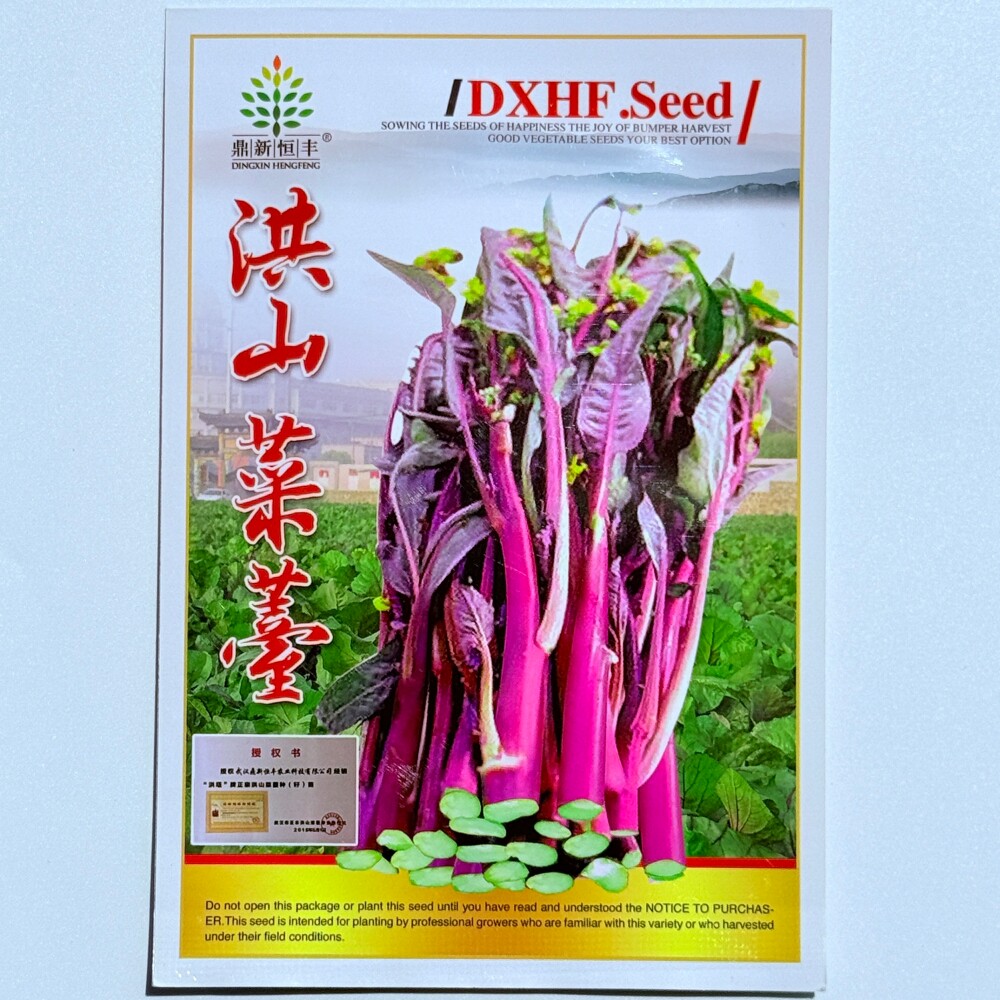 洪山菜苔种子中晚熟鲜嫩翠甜口感好紫红苔菜心种籽秋季播蔬菜种孑