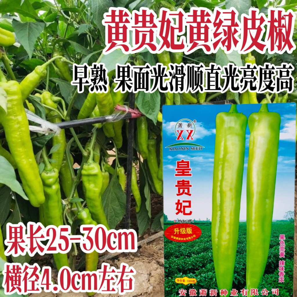 萧新皇贵妃辣椒种子香辣早熟杂交黄绿皮尖椒种籽农家春秋季播种孑