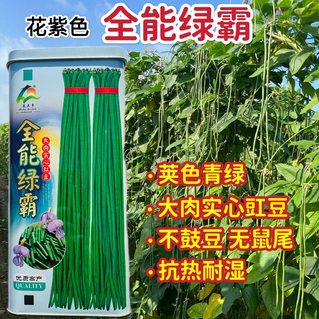 全能绿霸长豆角种子大肉实心白籽白花荚长耐热抗老化长豇豆种籽孑