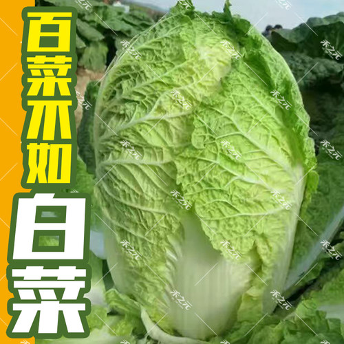 白菜大白菜种子种孑山东夏阳胶州蔬菜夏秋冬四季王耐热50天