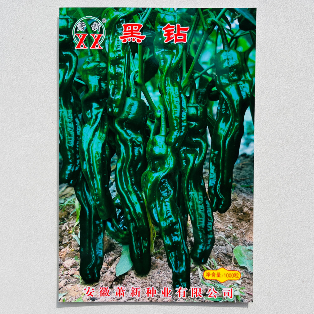 萧新黑钻皱皮羊角椒种籽抗病香辣薄皮商品性好杂交辣椒种子春秋播