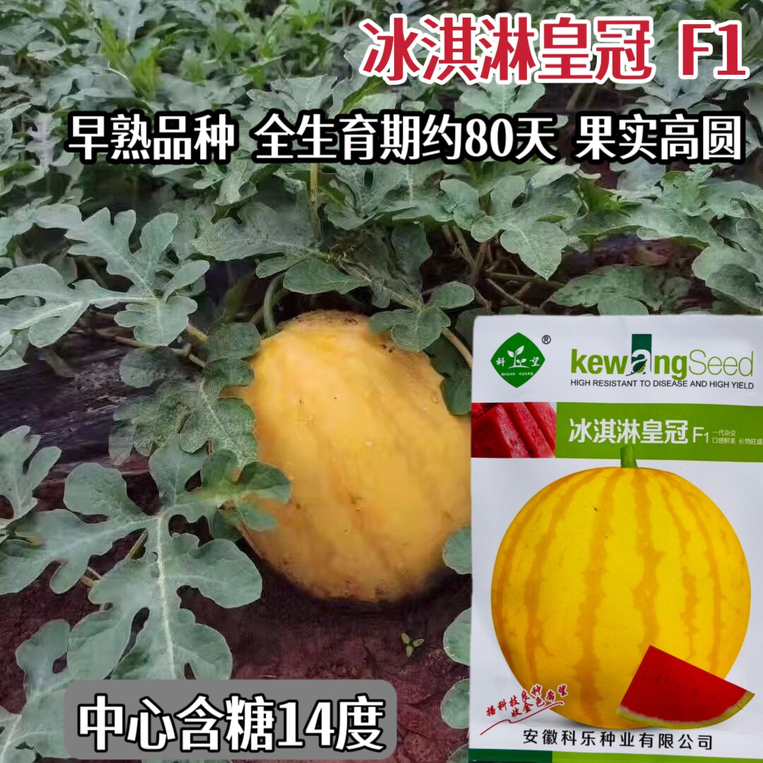 科乐冰淇淋皇冠西瓜种子杂交早熟口感好黄皮红瓤西瓜种籽早春播种