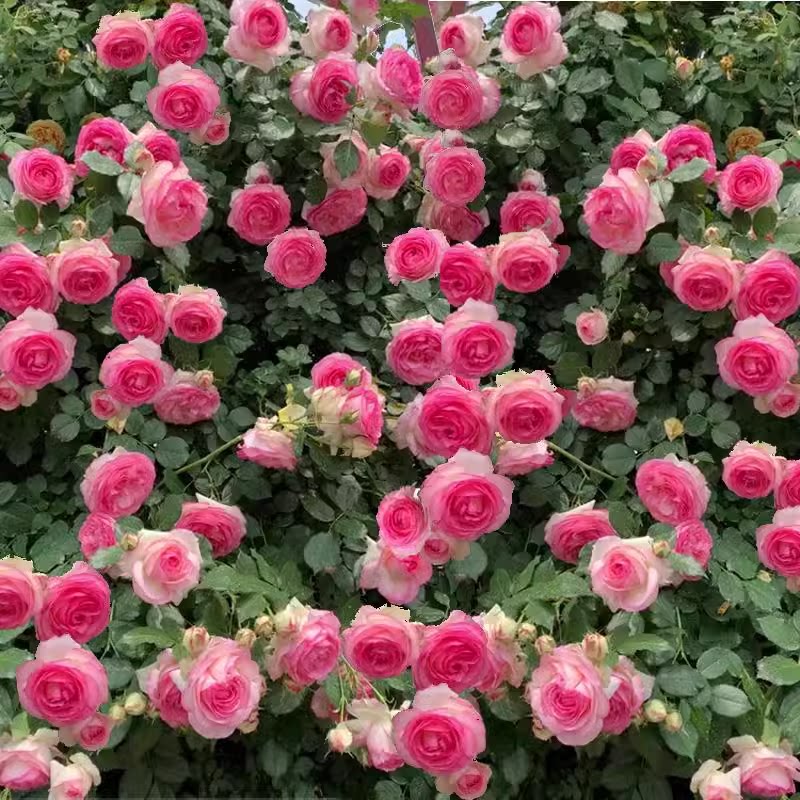 藤本月季花苗爬藤植物庭院阳台大花浓香玫瑰盆栽花卉蔷薇多季开花