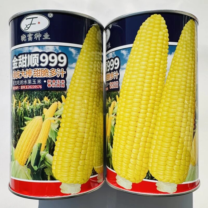 金甜顺999水果玉米种籽可生吃绿皮大棒甜脆鲜食甜玉米种子春秋播