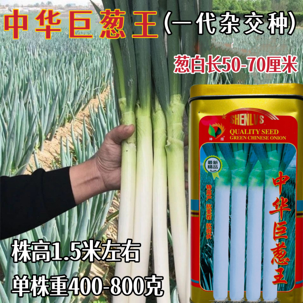 中华巨葱王大葱种子高产抗重茬山东大葱种籽大田基地春秋播蔬菜孑