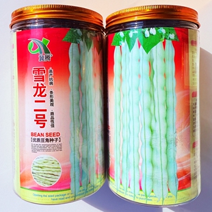 雪龙二号四季豆种子高产抗病条形美观九粒白豆角种籽芸豆春秋季播