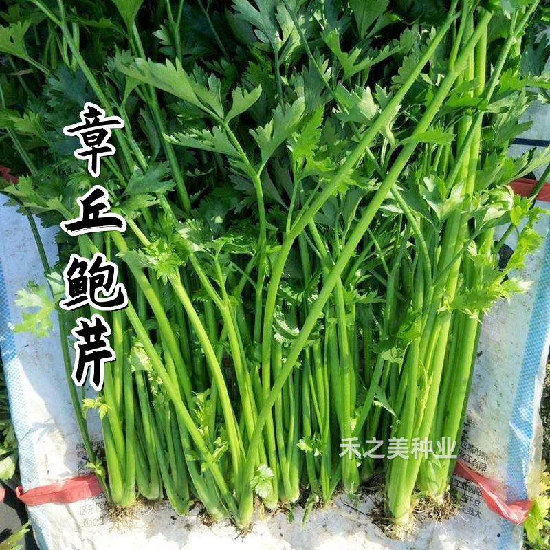 章丘鲍芹种子种籽实心芹菜阳台菜种四季盆栽籽种蔬菜孑菜籽老品种