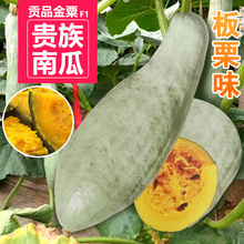 四季 贵族南瓜种子新疆金丝栗瓜板栗贝贝南瓜种籽丑瓜春季 粉糯特甜