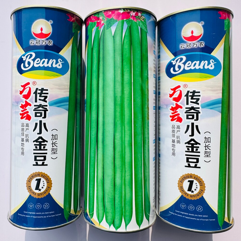 传奇小金豆种子 早熟高产抗病加长四季豆种籽 大田基地春秋季播种