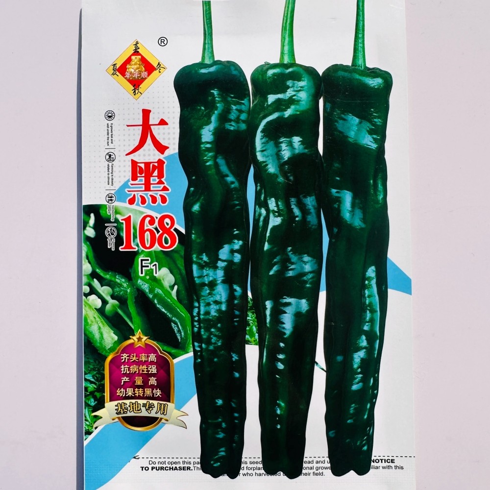 大黑168皱皮辣椒种子抗病高产薄皮香辣皱皱椒种籽特辣大黑皱皮椒