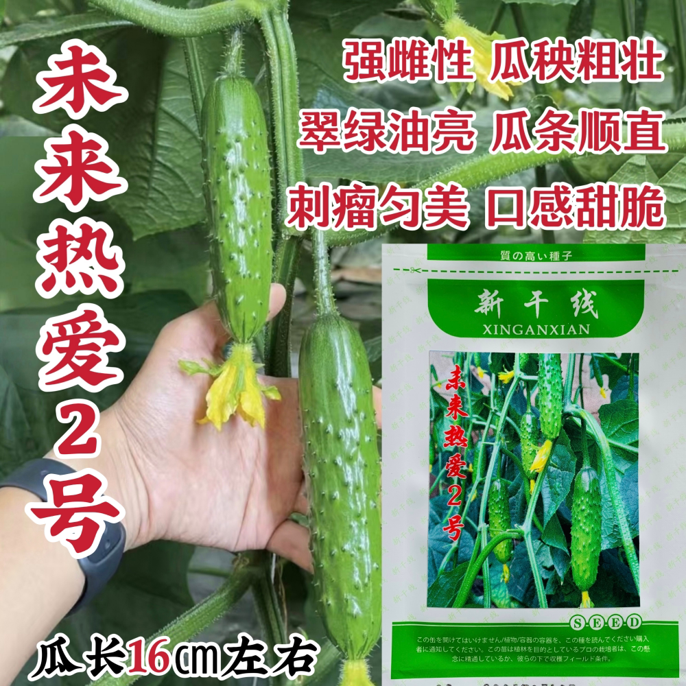 新干线未来热爱2号强雌黄瓜种子油亮翠绿高产甜脆水果黄瓜种子孑