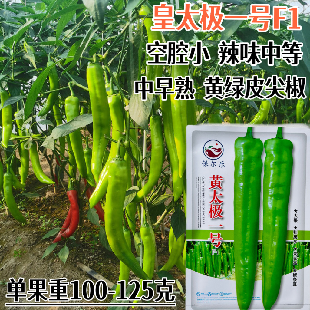 黄太极一号F1黄绿皮尖椒种籽高产中早熟辣椒种子农家春秋季播种孑