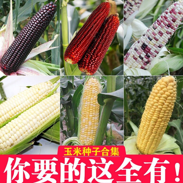 超甜水果玉米种子草莓甜糯玉米种籽孑春夏季四季大棒高产耐热大田
