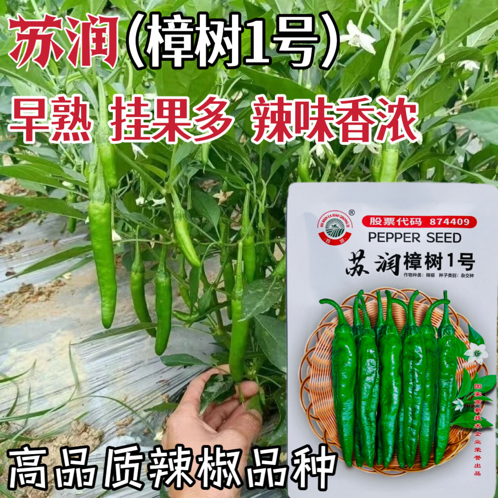 苏润樟树1号樟树港椒种子早熟高产优质辣椒种籽农家春秋季播种孑