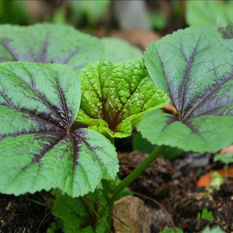 冬寒菜种籽春秋冬季耐寒冬葵野菜种马蹄菜高钙菜阳台盆栽蔬菜种孑