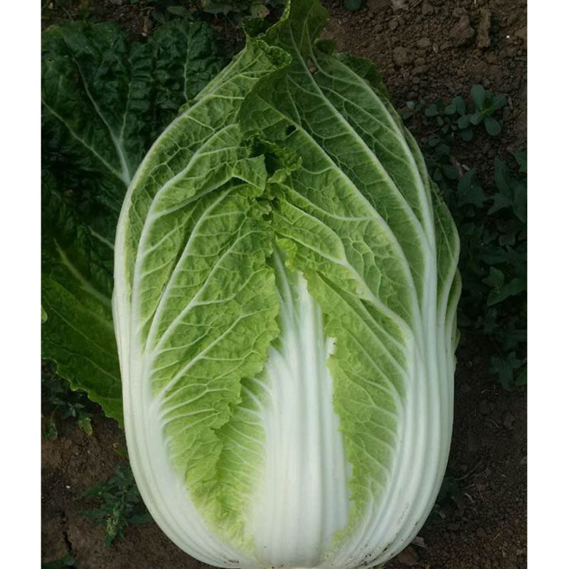 胶研州黄心大白菜种子胶州秋播季王冬储大白菜山东白菜义和秋籽包