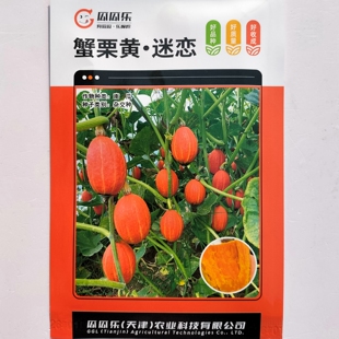 瓜瓜乐蟹栗黄南瓜种子细糯香甜粉质好红皮贵族南瓜种籽农家春秋播