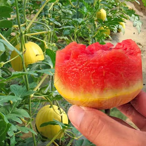 西瓜种籽黄皮礼品小西瓜种子高产早熟地雷西瓜籽蔬菜种水果种孑