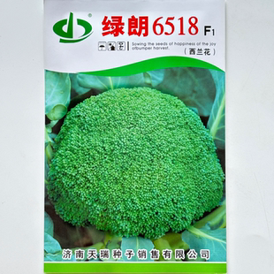 天瑞绿朗6518西兰花种子西兰花种籽早熟深绿抗病春秋季 播种籽