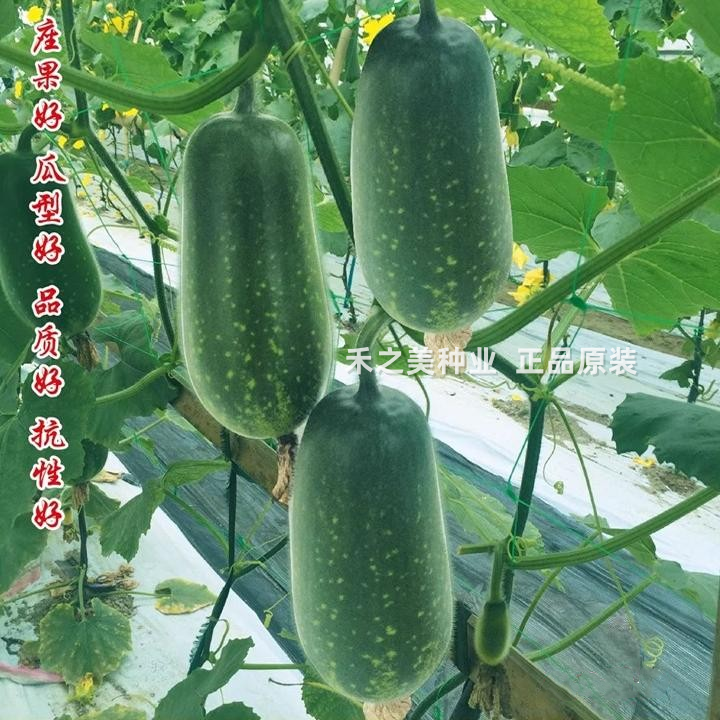 玲珑秀色一号冬瓜种子早熟高产抗病耐热耐寒节瓜种子春秋播种种籽