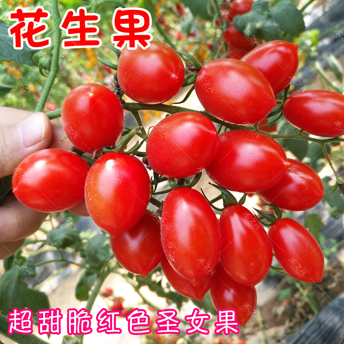 花生果超甜圣女果种子樱桃番茄西红柿种籽盆栽四季春夏秋冬播高产
