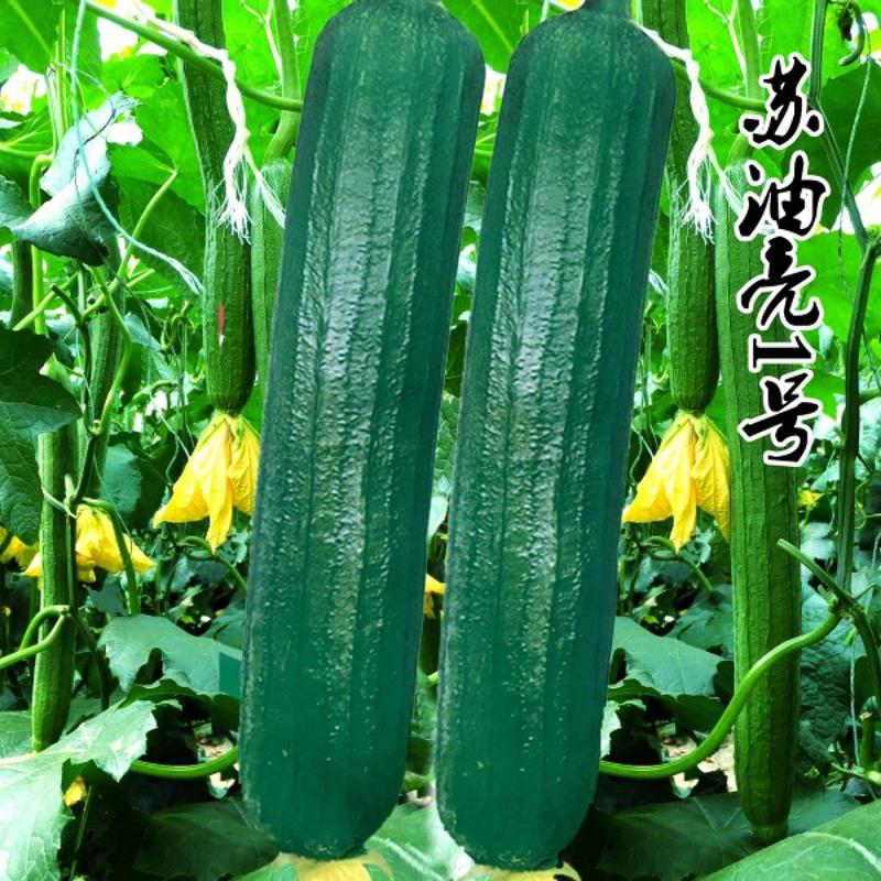 油亮丝瓜种子杂交高产油亮清汤香长短丝瓜种高产抗病油皮肉丝瓜籽