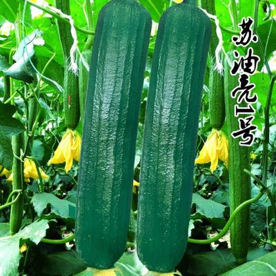 油亮丝瓜种子杂交高产油亮清汤香长短丝瓜种高产抗病油皮肉丝瓜籽