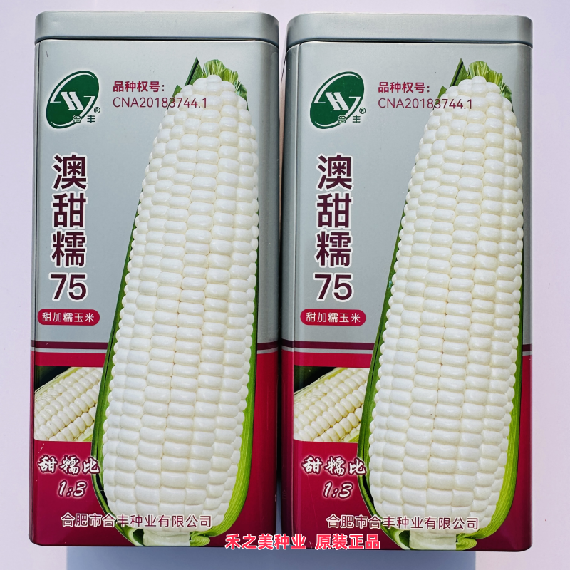 国审澳甜糯75号玉米种子白糯玉米种籽高产抗病大田专用播甜玉米种