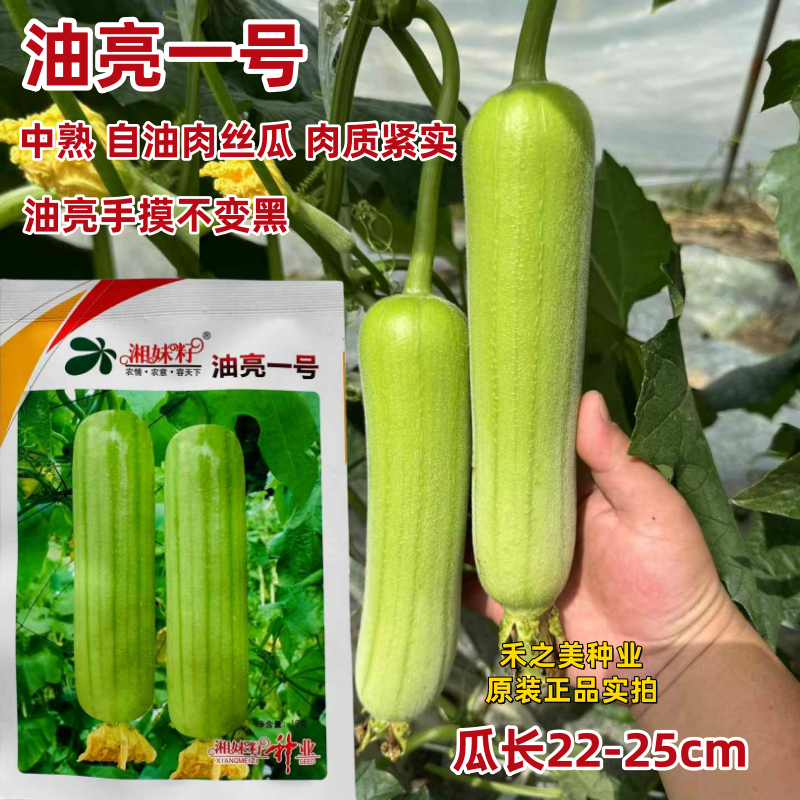 湘妹籽油亮一号丝瓜种子白绿色早熟种籽短棒油亮白油肉丝瓜种子