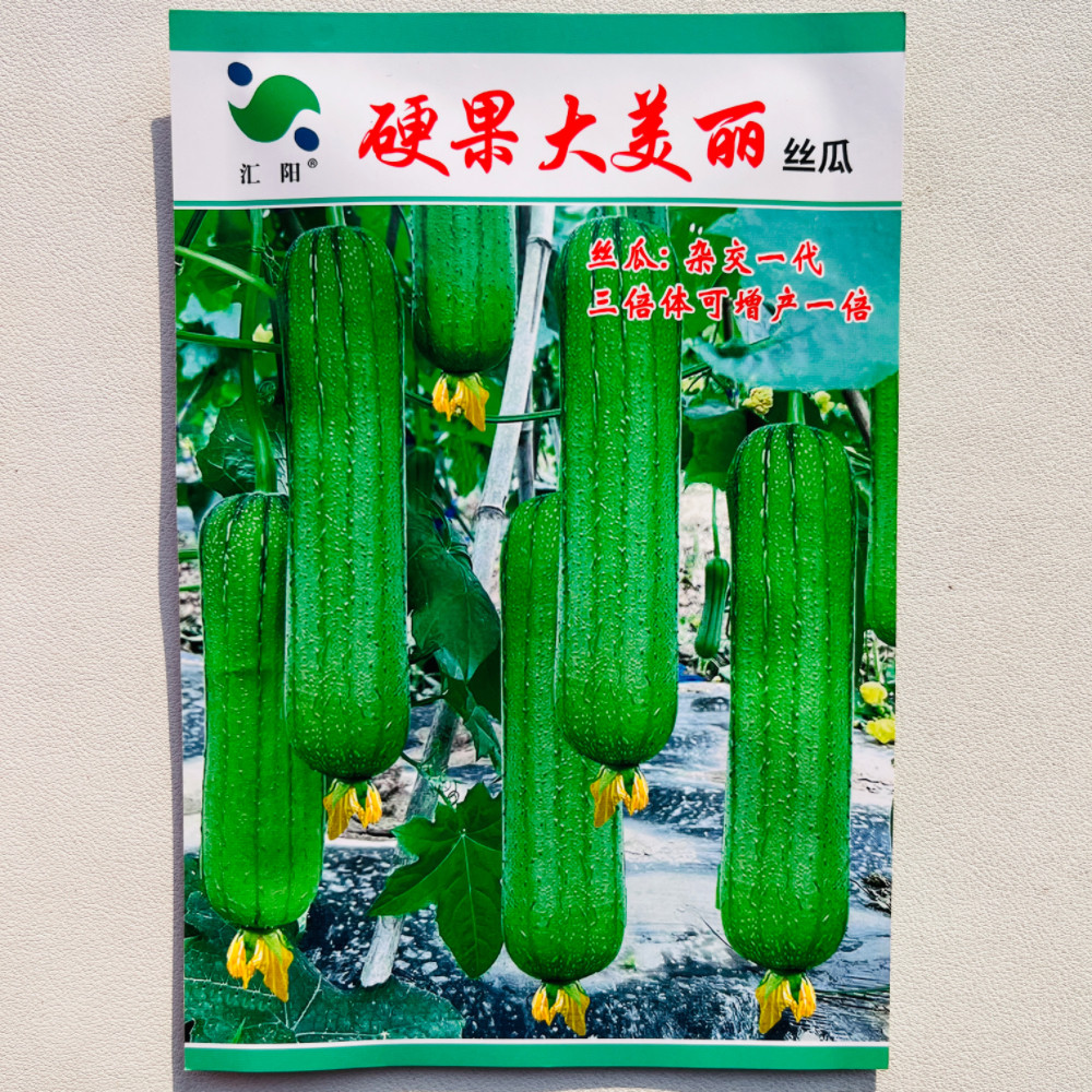 汇阳硬果大美丽丝瓜种子高产早熟三倍体杂交丝瓜种籽农家春秋季播
