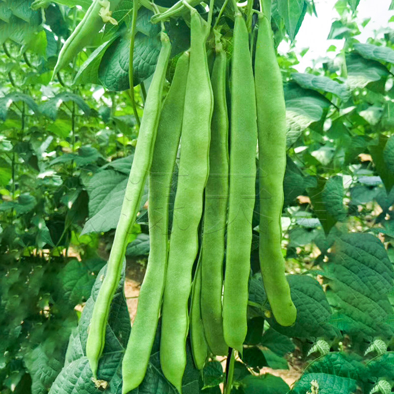 寿光大棚蔬菜种子四季长无丝豆角芸豆种子高产架豆油豆扁豆籽种籽